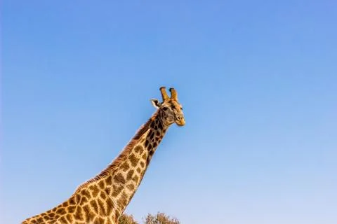 Giraffe looking at the camera Stock Photos