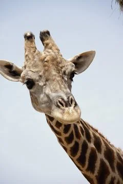 Giraffe looking at camera Stock Photos