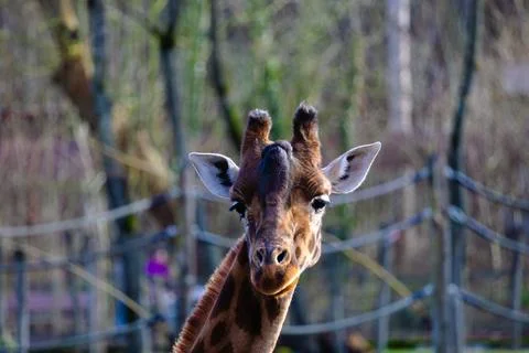 A giraffe looking at the camera Stock Photos