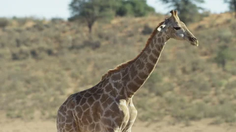 Giraffe - looking at camera then walks away. Africa animal 4K uhd ultrahd big Stock Footage 54716079