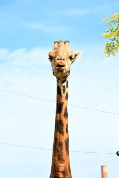 Giraffe Looking Directly at Camera Against Bright Blue Sky in Gyor Hungary Stock Photos
