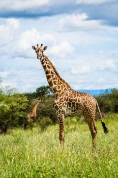 Giraffe looking directly to the camera with another in the back Stock Photos