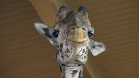 Giraffe looking down at camera at zoo Stock Footage 228319967