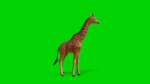 Giraffe Looking on Green Screen 01 Stock-Footage 223453160