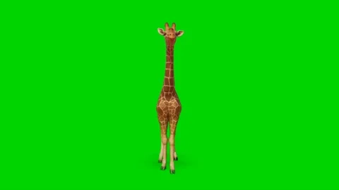 Giraffe Looking on Green Screen 02 Stock Footage 223453161