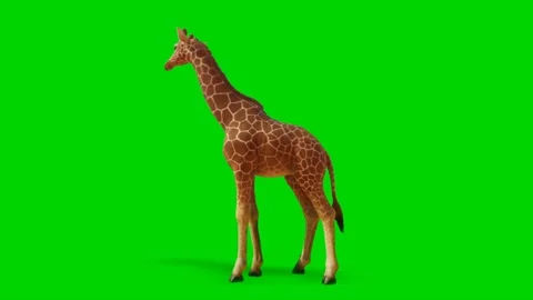 Giraffe Looking on Green Screen 03 Stock Footage 223453512