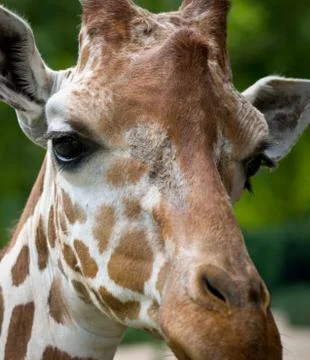 Giraffe Looking Head Stock Photos