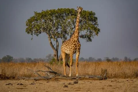 Giraffe looking to heaven with tree in the background Stock Photos
