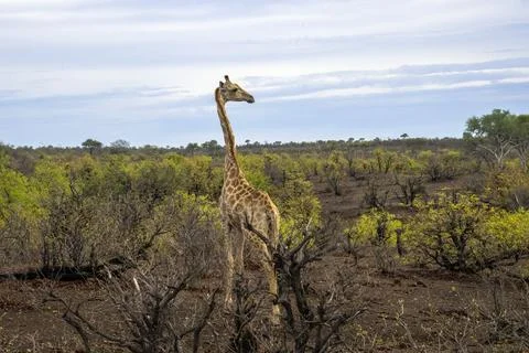 Giraffe looking over the Brush in Botswana, Africa Stock Photos