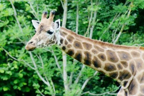 Giraffe looking Stock Photos