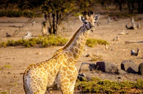 Giraffe Looking towards the camera Stock Photos