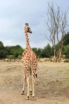 Giraffe looking at the tree. Stock Photos