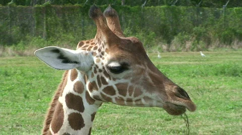 Giraffe Looking at You Stock Footage 572964