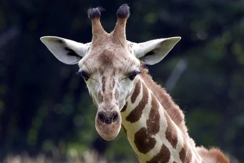 Giraffe looking at you Stock Photos