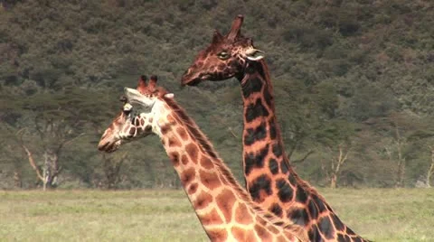 Giraffe Looks at the Camera Video stock 11429685