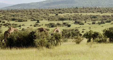 Giraffe in Maasai mara Stock Footage