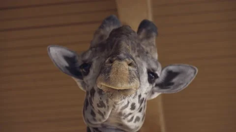 Giraffe making eye contact with camera at zoo Stock Footage 228319939