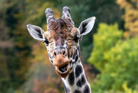 Giraffe making a funny face at camera Stock Photos