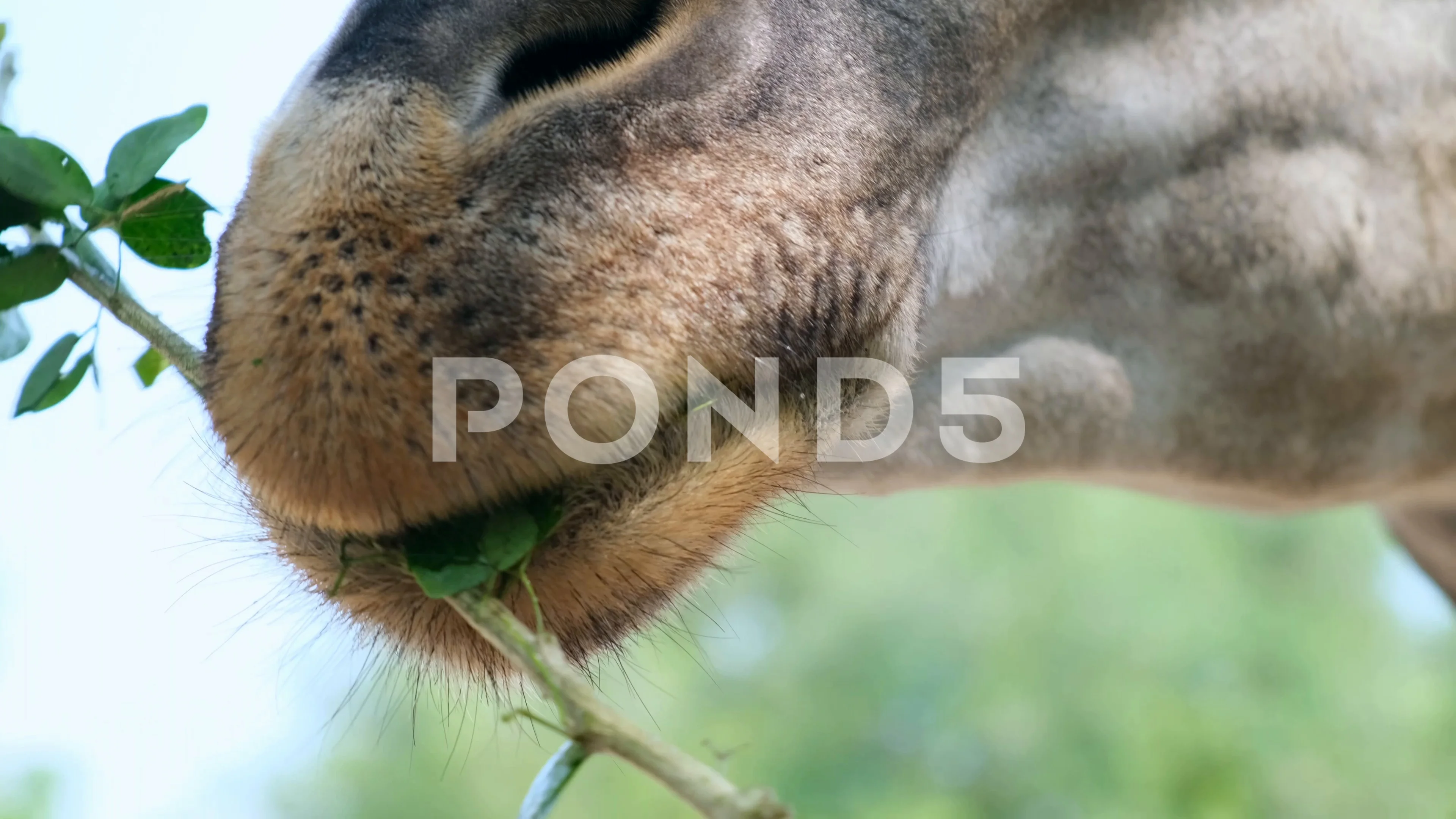 Giraffe. Making a funny face as he chews... | Stock Video | Pond5