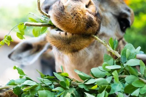 Giraffe. Making a funny face as he chews. The concept of animals in the zoo Stock Photos