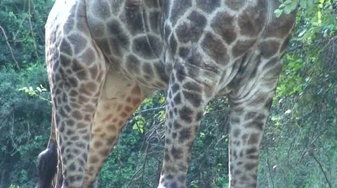 Giraffe Male 2 Stock Footage 11632308