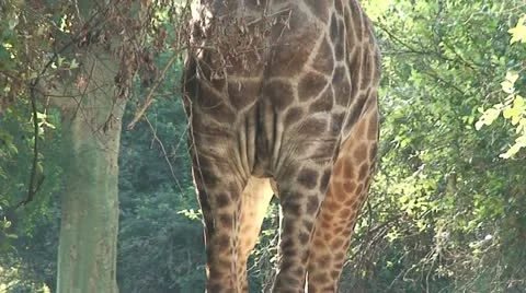 Giraffe Male 3 Stock Footage 11651632