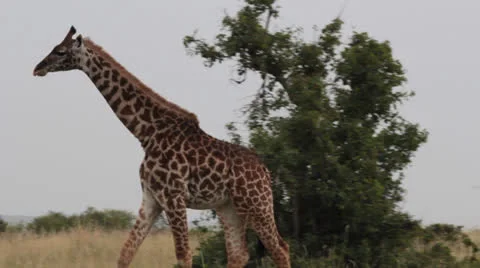 Giraffe in the Masai Mara Stock Footage 25698116