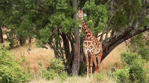Giraffe in Masai Mara Video stock 54332534