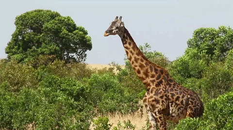 Giraffe in Masai Mara Stock Footage 54334568