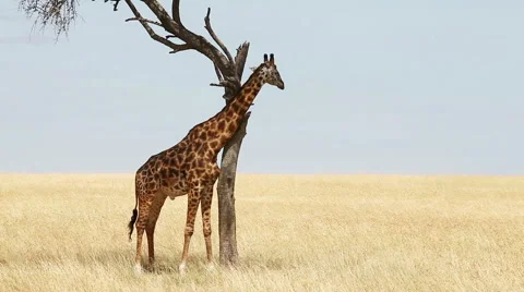 Giraffe in Masai Mara Stock Footage 54337734