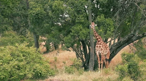 Giraffe in Masai Mara Stock Footage 54352320