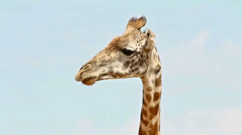 Giraffe in Masai Mara Stock Footage 54362956