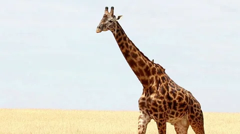 Giraffe in Masai Mara Stock Footage 54363026