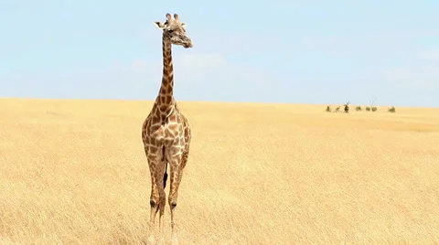 Giraffe in Masai Mara Stock Footage 54363485