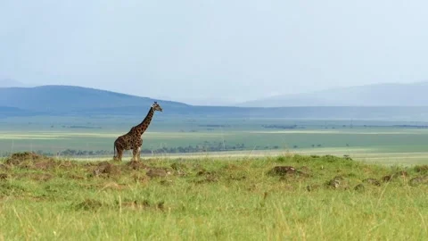 Giraffe in Masai Mara Stock Footage 132838816