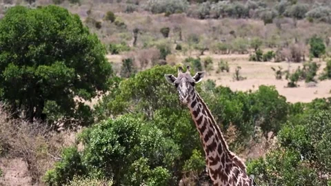 Giraffe in Masai Mara Stock Footage 250454382