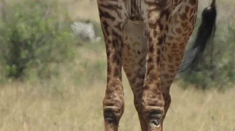 Giraffe Masai Mara Pan up extreme close up scarred legs. Stock Footage