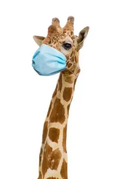 Giraffe mask Stock Photos