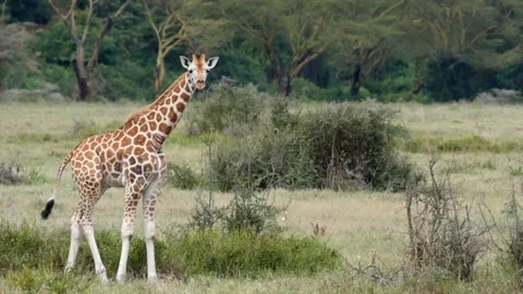 Giraffe in meadow Stock Footage 132832707
