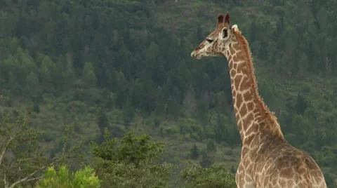 Giraffe - medium shot Video stock 22037208