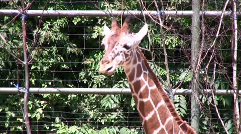 Giraffe medium shot of head and neck Stock Footage 51396500