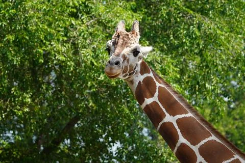 Giraffe Medium Shot Stock Photos