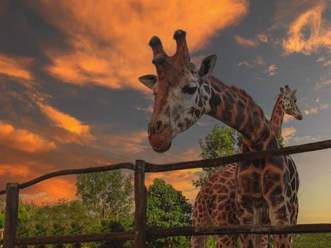 Giraffe meets dramatic sunset in the Zoo, Hungary Stock Photos