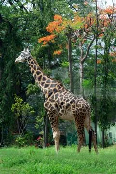 Giraffe in Midst of Greens Stock Photos