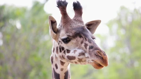Giraffe modeling for the camera at the Los Angeles CA Zoo Stock Footage 237201891