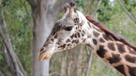 Giraffe modeling for the camera at the Los Angeles CA Zoo Stock Footage 237202010