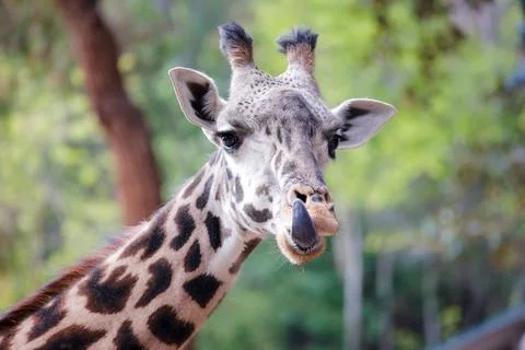 Giraffe modeling for the camera at the Los Angeles CA Zoo Stock Photos
