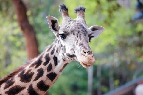 Giraffe modeling for the camera at the Los Angeles CA Zoo Stock Photos