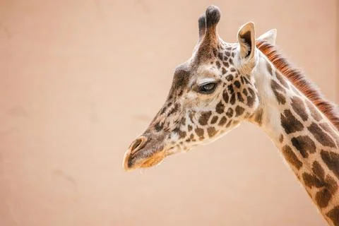 Giraffe modeling for the camera at the Los Angeles CA Zoo Stock Photos