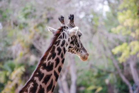 Giraffe modeling for the camera at the Los Angeles CA Zoo Stock Photos